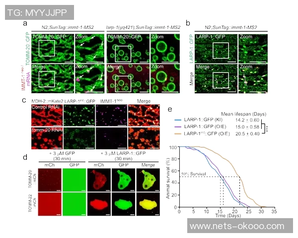 恩比与玛块夏的精彩对决揭示了游戏策略与团队协作的重要性